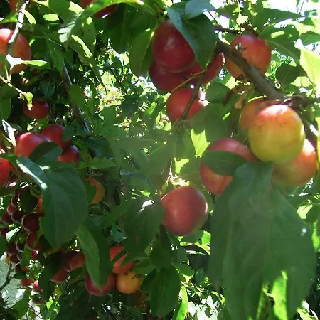 Zodiac Гостевой дом Самоков