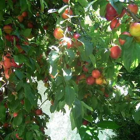 Гостевой дом Zodiac Самоков