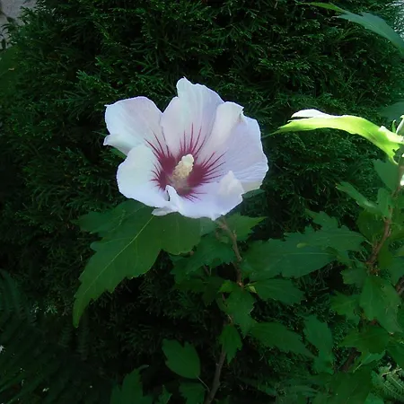 Zodiac Гостевой дом