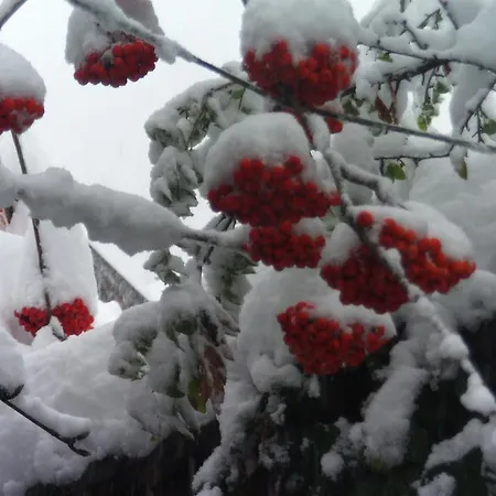 Zodiac Гостевой дом Самоков